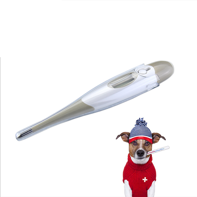 Thermomètre vétérinaire numérique à lecture rapide et à pointe flexible